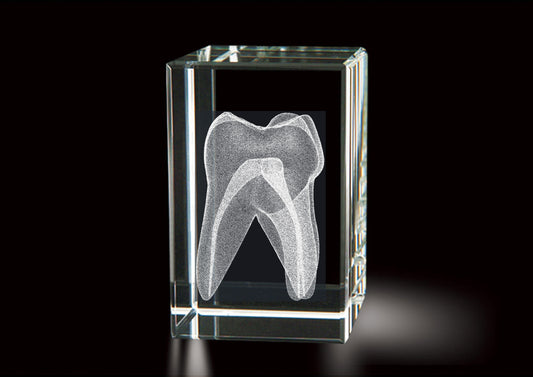 Dentistry (Tooth)